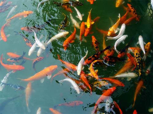 新手鱼池养锦鲤的技巧和方法,锦鲤鱼池养护管理方案及流程图片