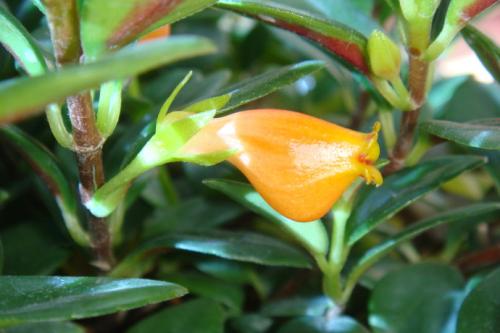 金鱼吊兰养殖方法和注意事项图片,金鱼吊兰的养殖方法和禁忌