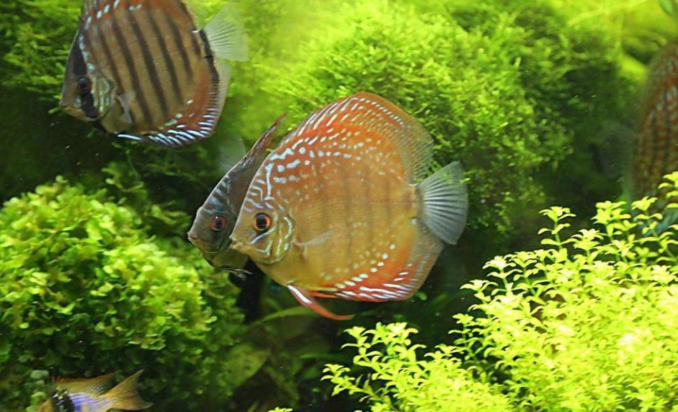 刚开始养热带鱼不久的朋友,这2种鱼建议不要碰,太难养了