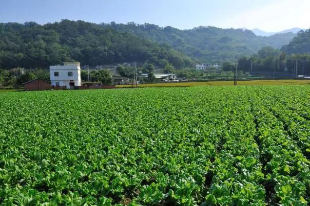 农村种养什么投资少见效快,种养殖最有前景项目