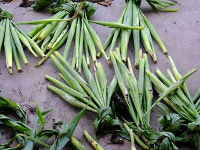 高粱生病康复,高粱生病病危