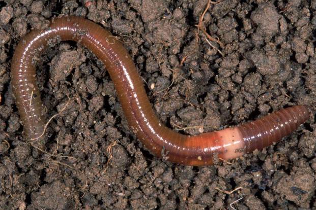 农村小型厂致富商机,农村商机加盟项目