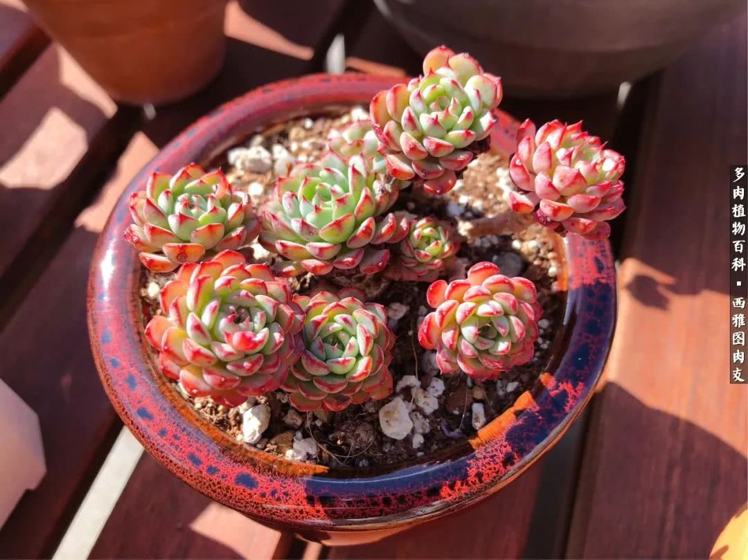 美国多肉,多肉西雅图