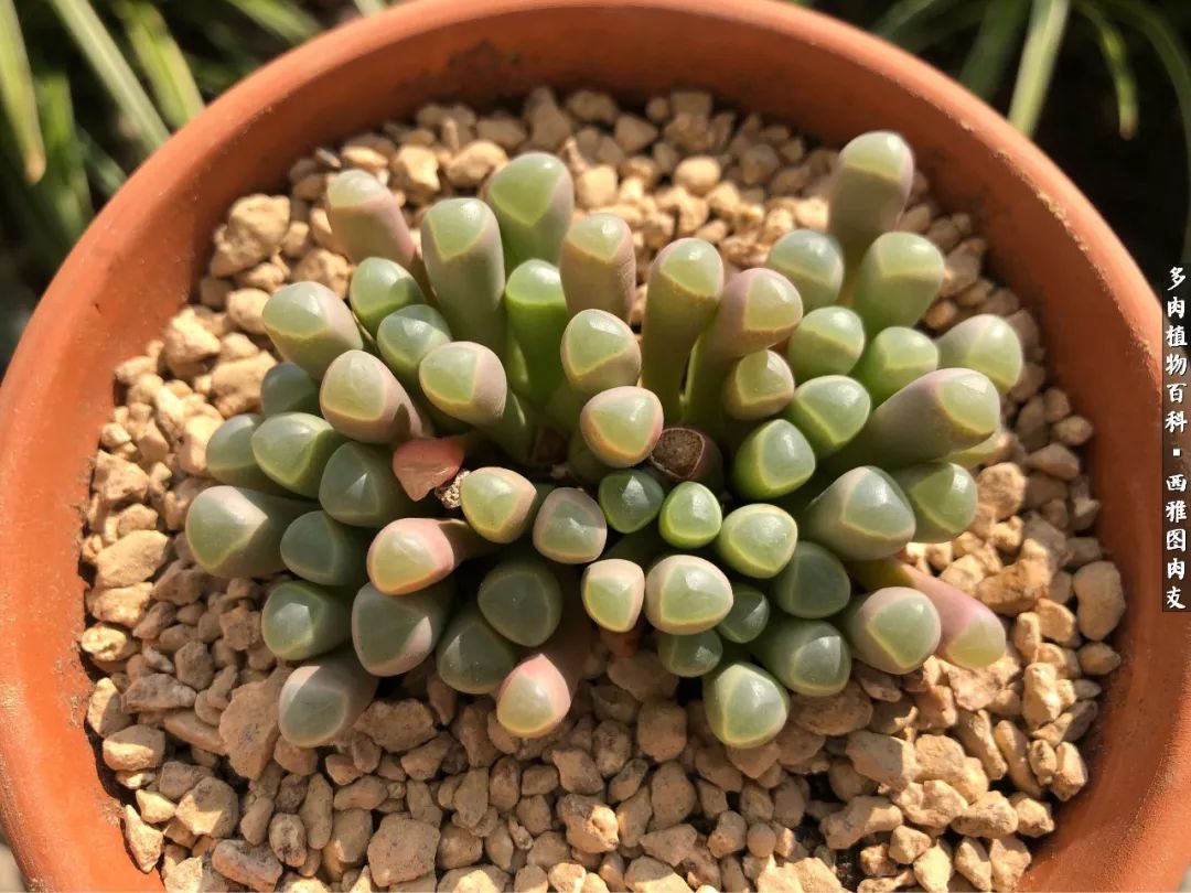 美国多肉,多肉西雅图