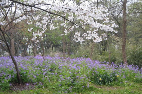 苏州吴中区横泾美丽的乡村风景,苏州自驾游厦门鼓浪屿沿途风景