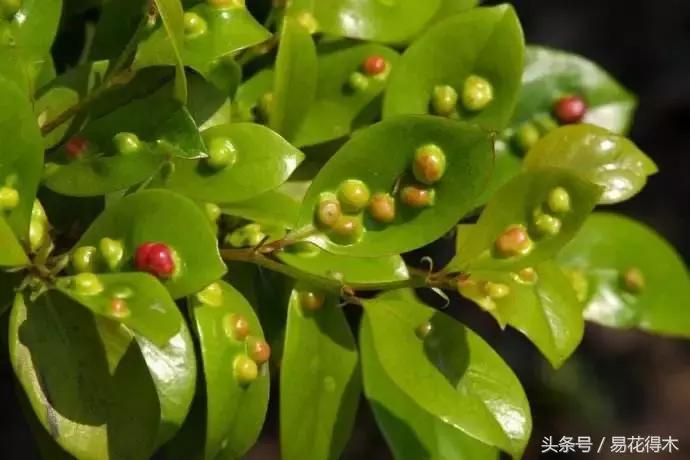 观赏植物长“痘”怎么办