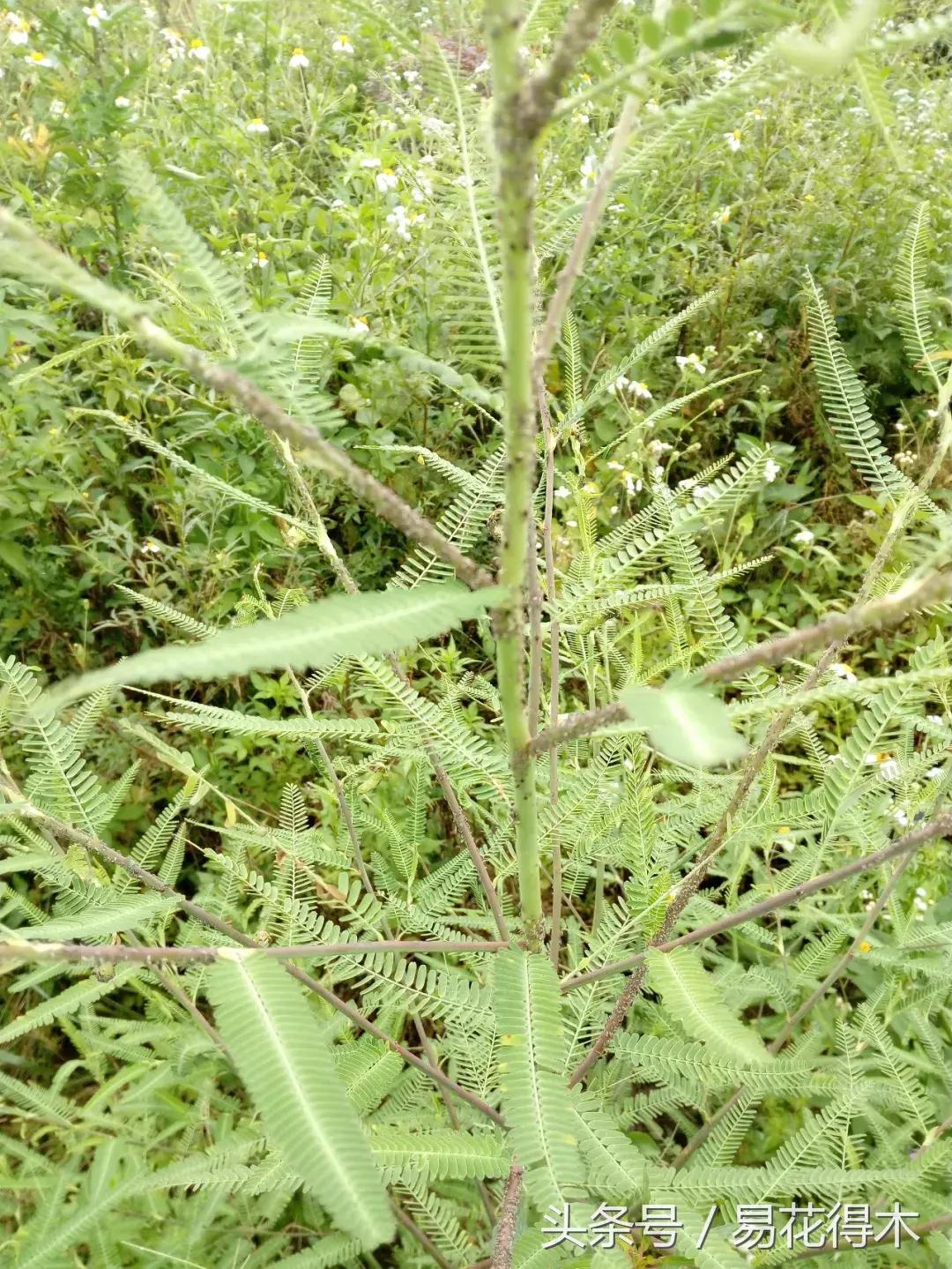 虫瘿属于虫害还是病害,虫瘿果实