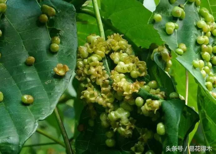 虫瘿属于虫害还是病害,虫瘿果实
