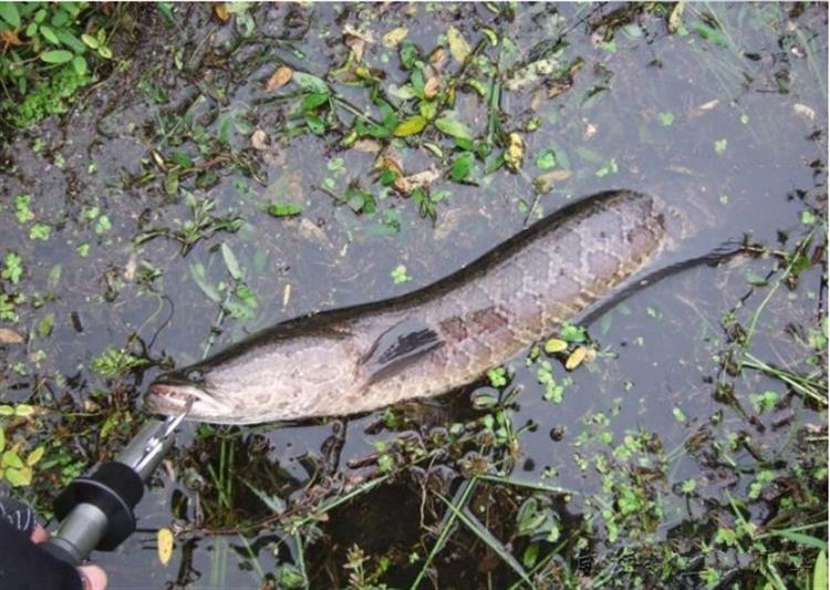 路亚飞绳钓到黑鱼什么情况,黑鱼路亚脱钩