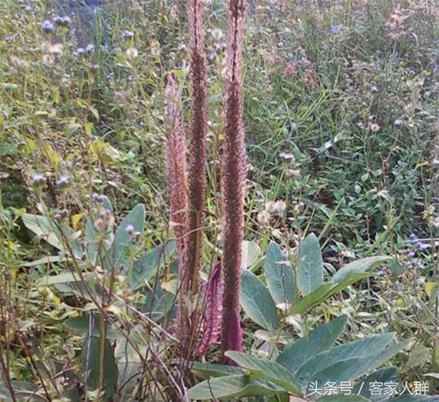 客家人煮汤有哪些草药,梅州客家煲汤药材根