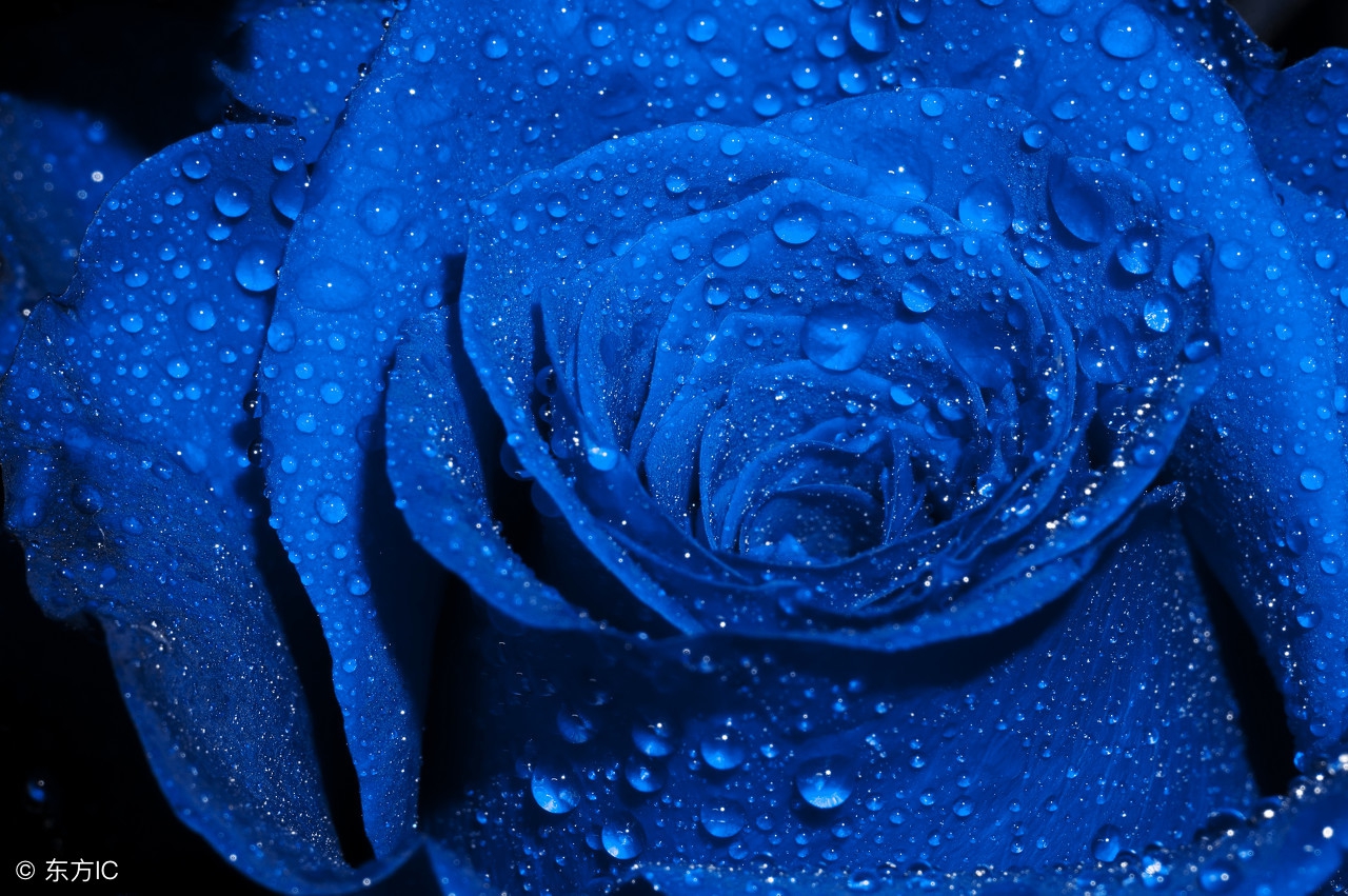 荔枝玫瑰花的花语,黑色玫瑰花的花语