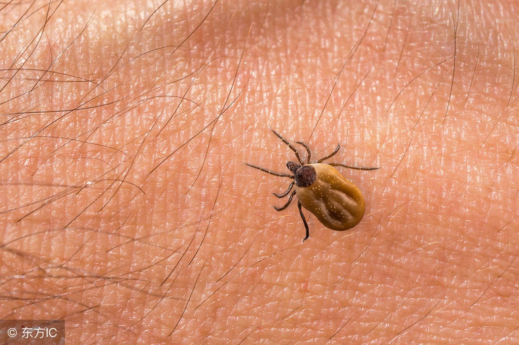 床单被罩多久洗一次去螨虫,被子床单多长时间换一次避免螨虫