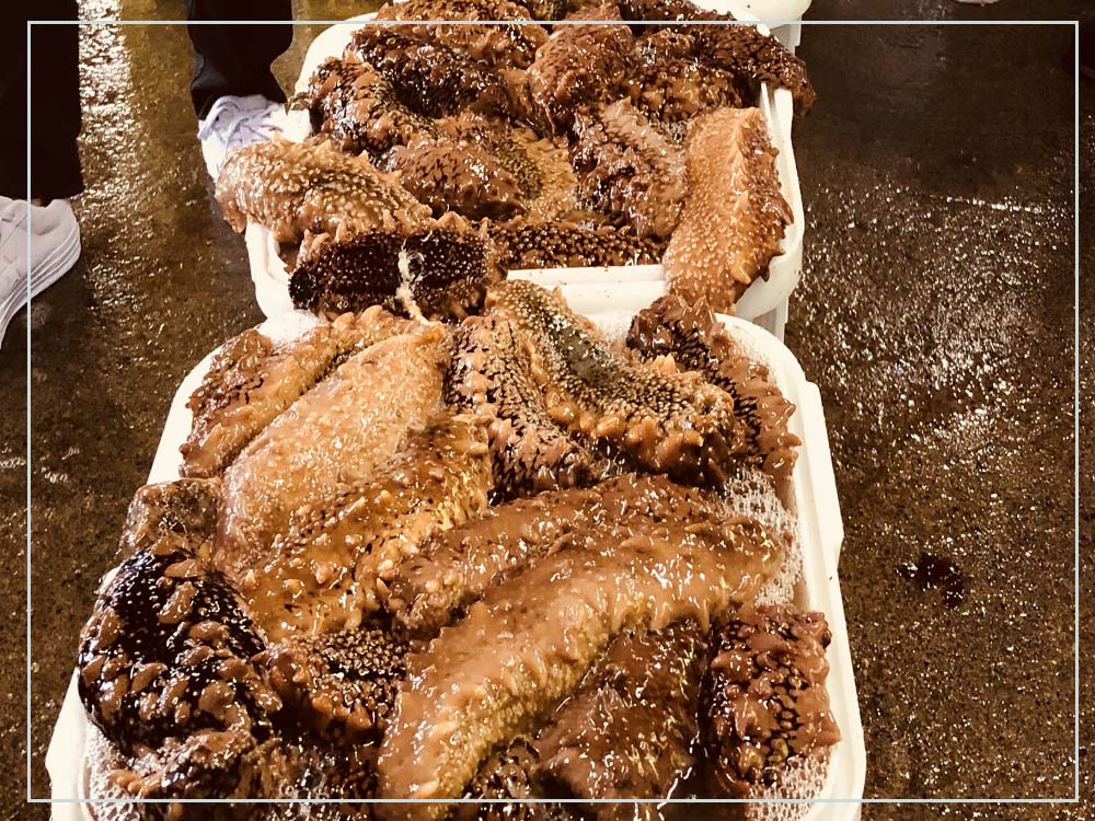 日本海参加工累不累,日料海参怎么加工