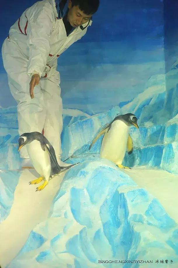 哈尔滨极地公园极地馆时间,哈尔滨极地公园和极地馆区别