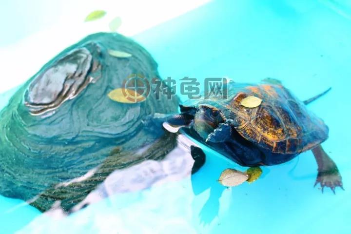 怎么给龟喂龟粮,可以只给龟苗喂龟粮吗