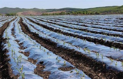 草莓盖完地膜后要注意哪些,夏天种冬瓜盖地膜要注意什么