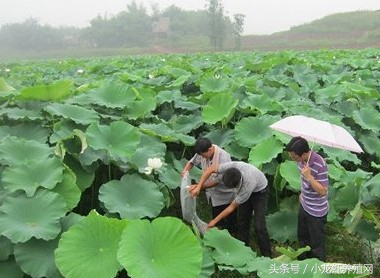 宝应莲藕套养小龙虾利润,藕塘套养龙虾的利润