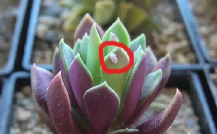 这些小东西不赶紧杀，一夜把花全啃成猪头，肠子都要悔青了！