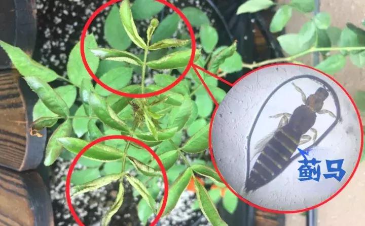 这些小东西不赶紧杀，一夜把花全啃成猪头，肠子都要悔青了！