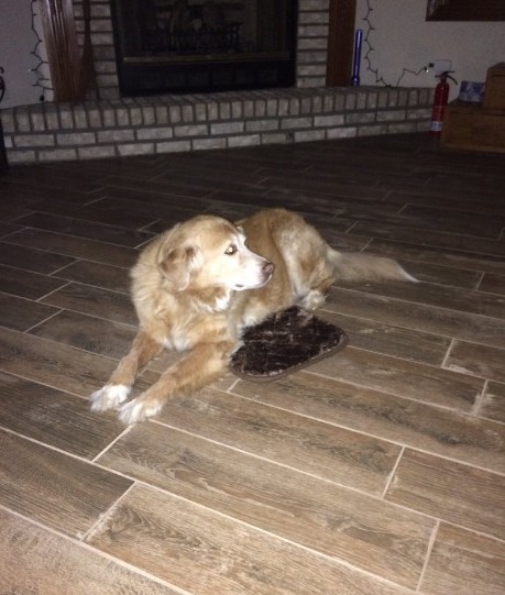 妈妈订床的时候不小心买成XS，乖乖狗不想伤妈妈假装很感激超辛苦