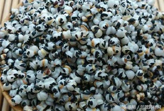 金秋九月种哪些药材有钱赚？