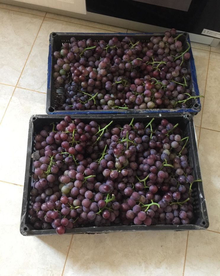 自酿葡萄酒的详细制作方法,葡萄酒正确做法自酿全过程