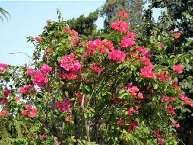 中国红三角梅叶子发卷吗,三角梅干的叶子发卷怎么办