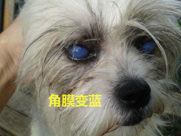 狗狗生病不吃不喝喂什么补充营养,泰迪狗狗生病的各种症状以及疗法