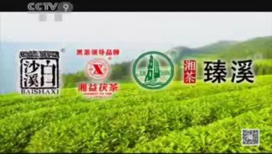 湖南千亿茶产业,湖南茶业产业发展现状