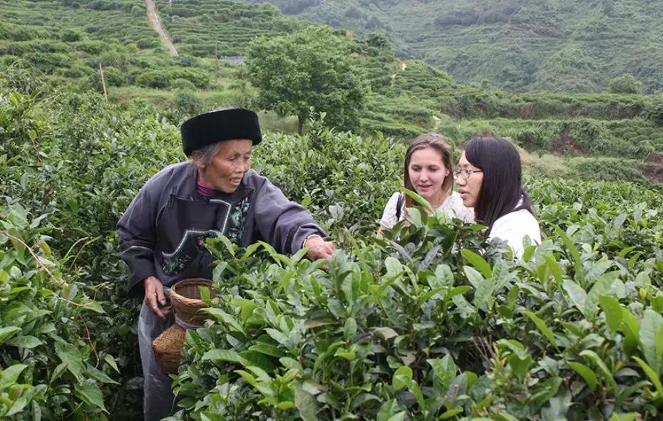 湖南千亿茶产业,湖南茶业产业发展现状