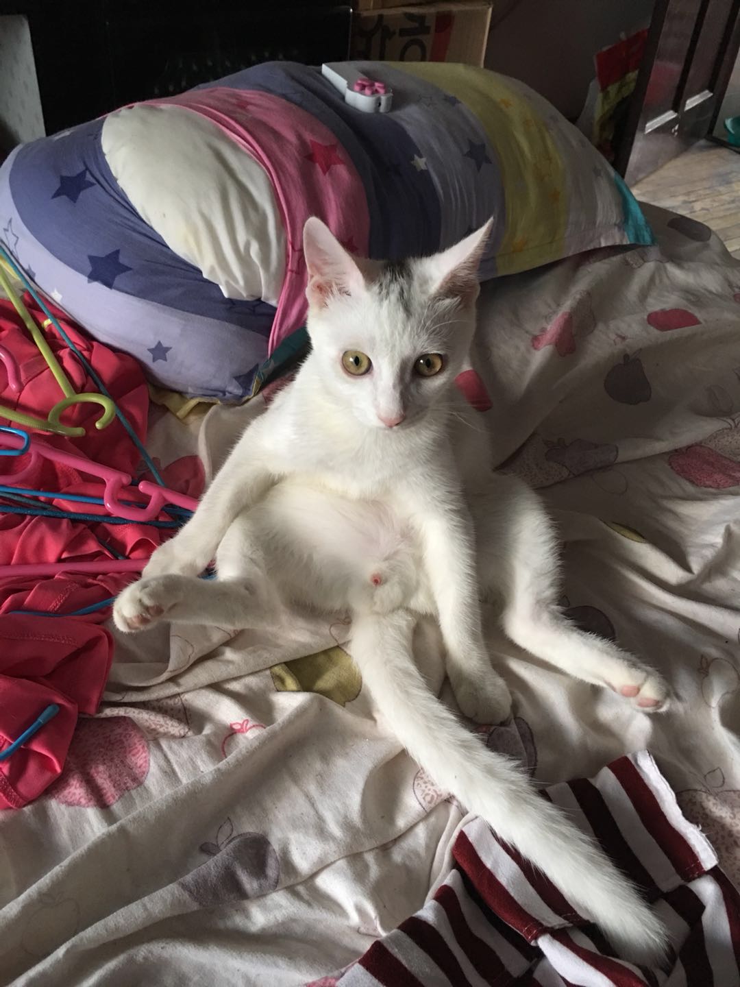 豆哥是一只松鼠,豆哥真实搞笑视频