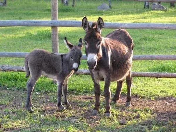 世界上最小的24种动物,世界上胆子最小的动物