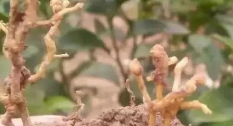 砂糖橘黄化一定是黄龙病吗？从以下几个方面治理！