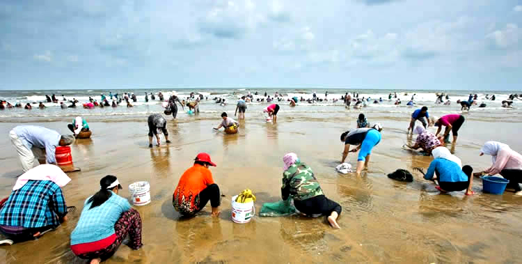 蛏子贝壳类海鲜,贝类海鲜有哪些毛蚶