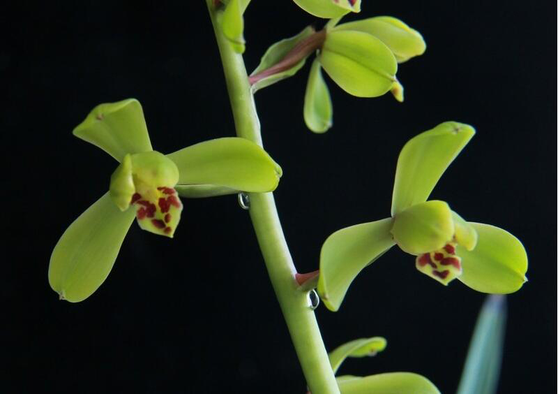 近30年兰花行情走势图,2023兰花行情最新分析