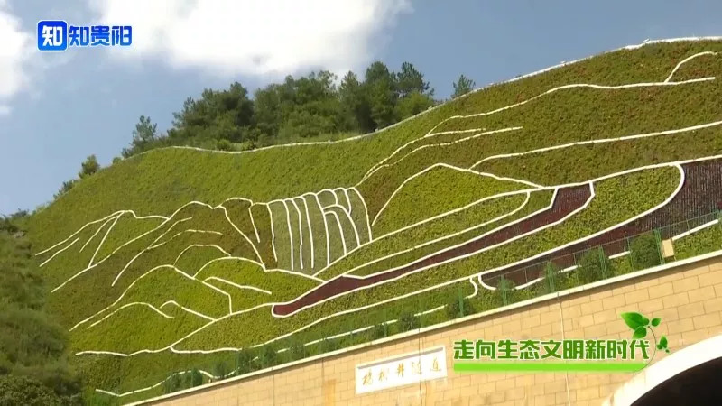 “百山治理”之后，我市这些山体都披上了绿装，有你常见到的吗？