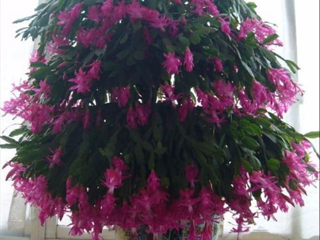 如何把蟹爪兰养得又直又壮,养蟹爪兰有两个诀窍