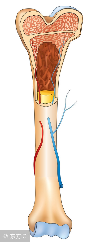 骨质疏松糖尿病中成药,哪些降糖药物会导致骨质疏松