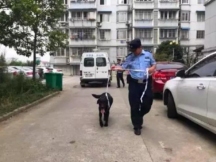 拉布拉多不养了怎么办,拉布拉多不护主人