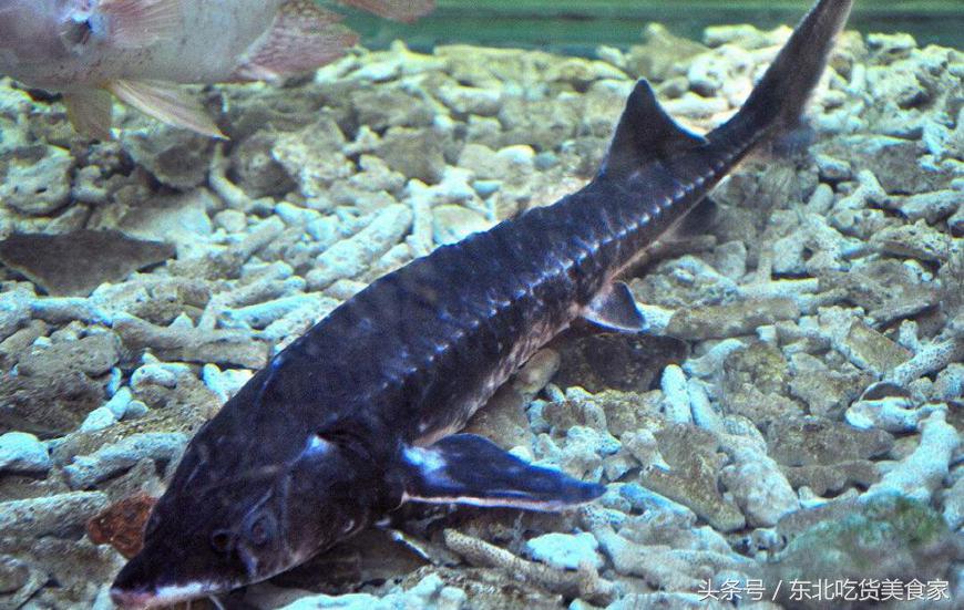 东北十大冷水鱼品种,东北的冷水鱼有什么特点