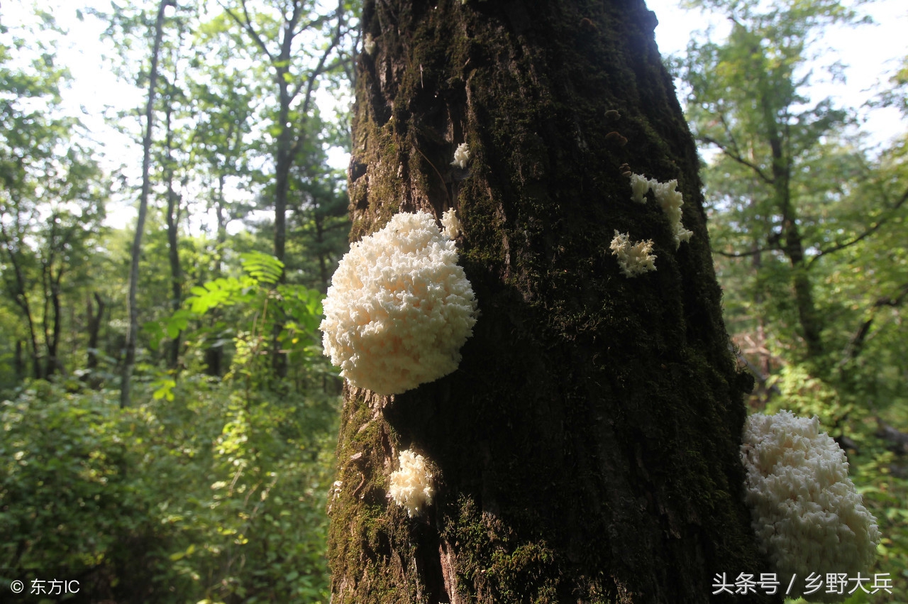 北方的深山老林中的神奇植物，貌似猴头，营养丰富也能治疗癌症