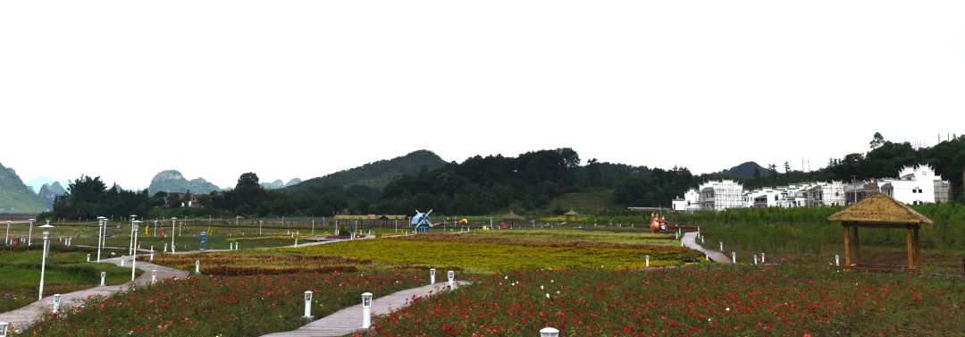 惊喜！8月24日黄姚花海景区免费入园了，这些“仙境”你舍得错过吗？