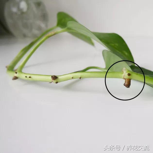 花卉绿萝的培养方法和技巧图片,绿萝繁殖最简单的方法图解