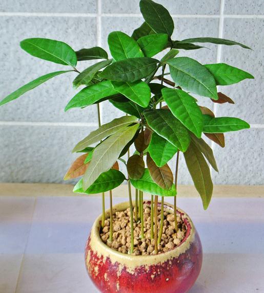 龙眼果核发芽,吃剩下的龙眼核种小盆栽