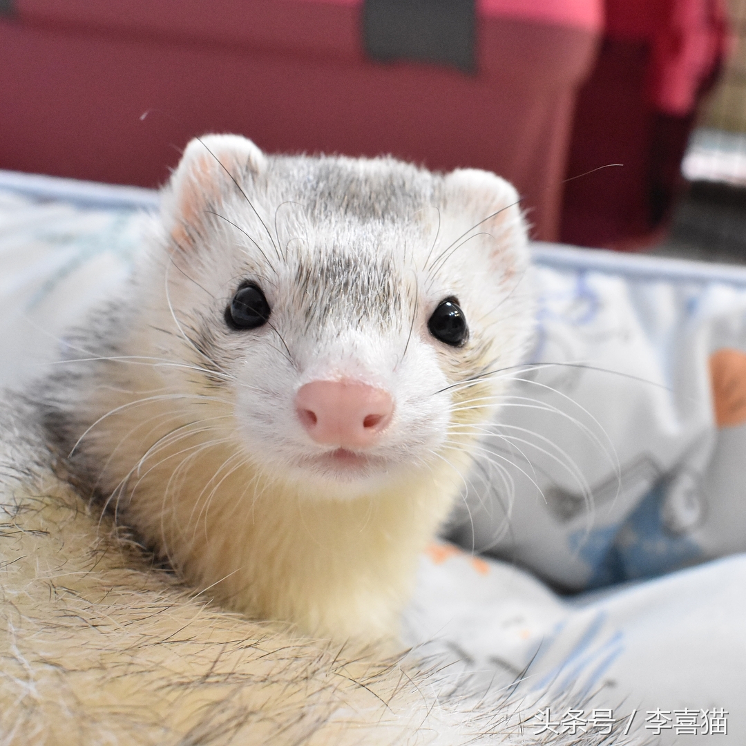 宠物貂宠物猫,宠物貂跟猫咪