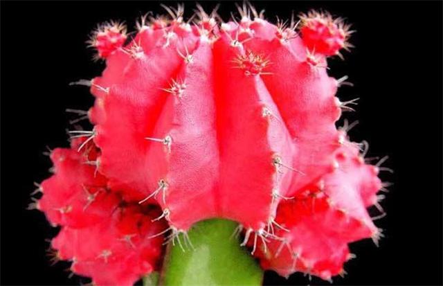 状元牡丹怎么养,绯牡丹怎么繁殖