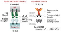 非特殊类型T细胞淋巴瘤,非霍奇金型t细胞淋巴瘤