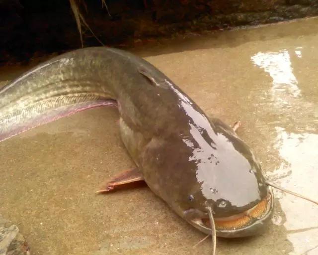 鲶鱼黄辣丁黑鱼的区别,黄辣丁黑鱼鲶鱼饵料