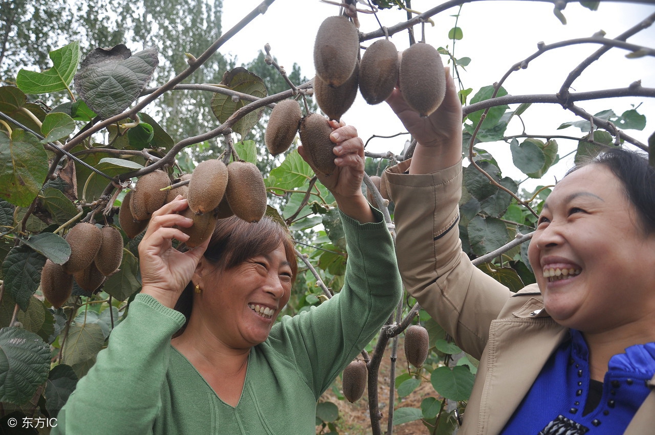农业应该怎样发展才能赚钱,农民怎么应对当今时局