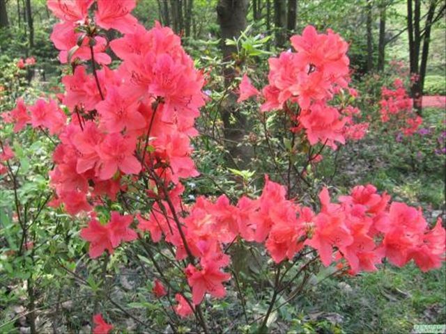 杜鹃花被冻蔫了怎么救活,杜鹃花出现各种状况时怎么办